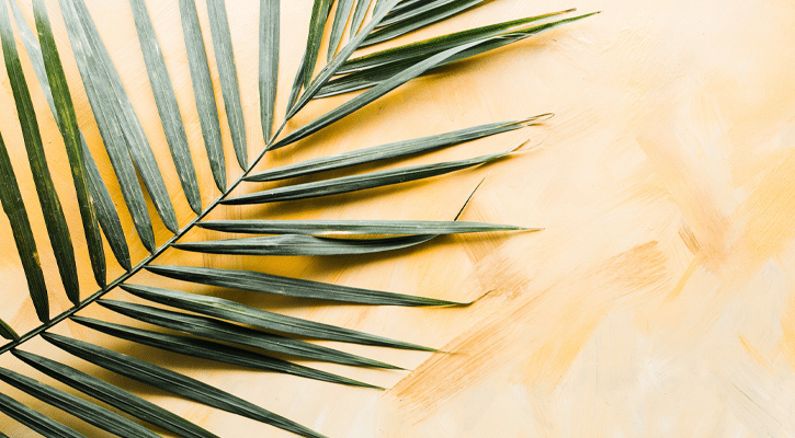 Branch of palm leaves