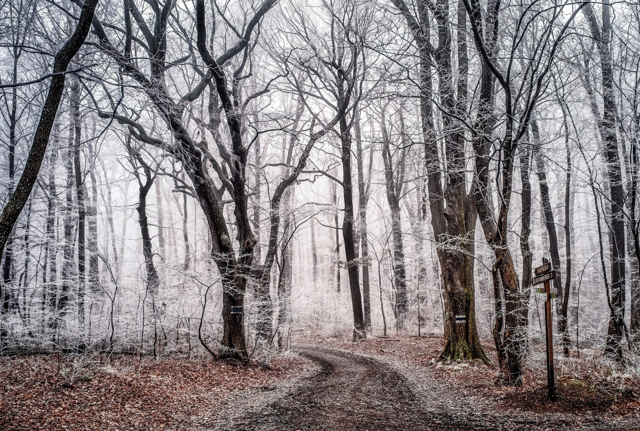 Path in a winter woods | Photo by Simon Berger on Unsplash