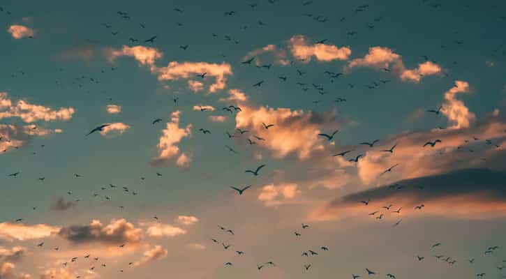 Birds and clouds