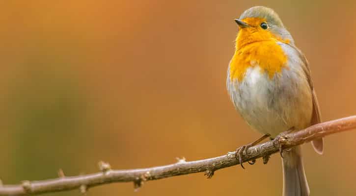 Grey and yellow bird on a branch