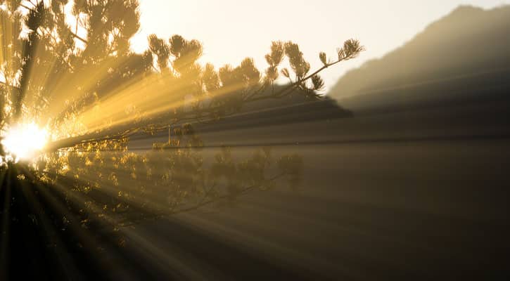 Sunlight shining through trees