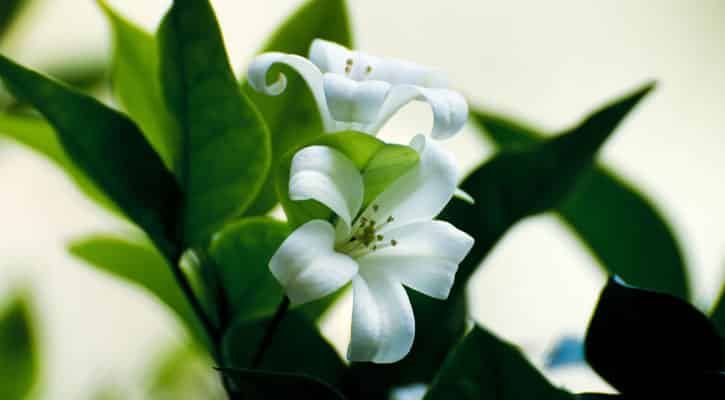 Two white lilies