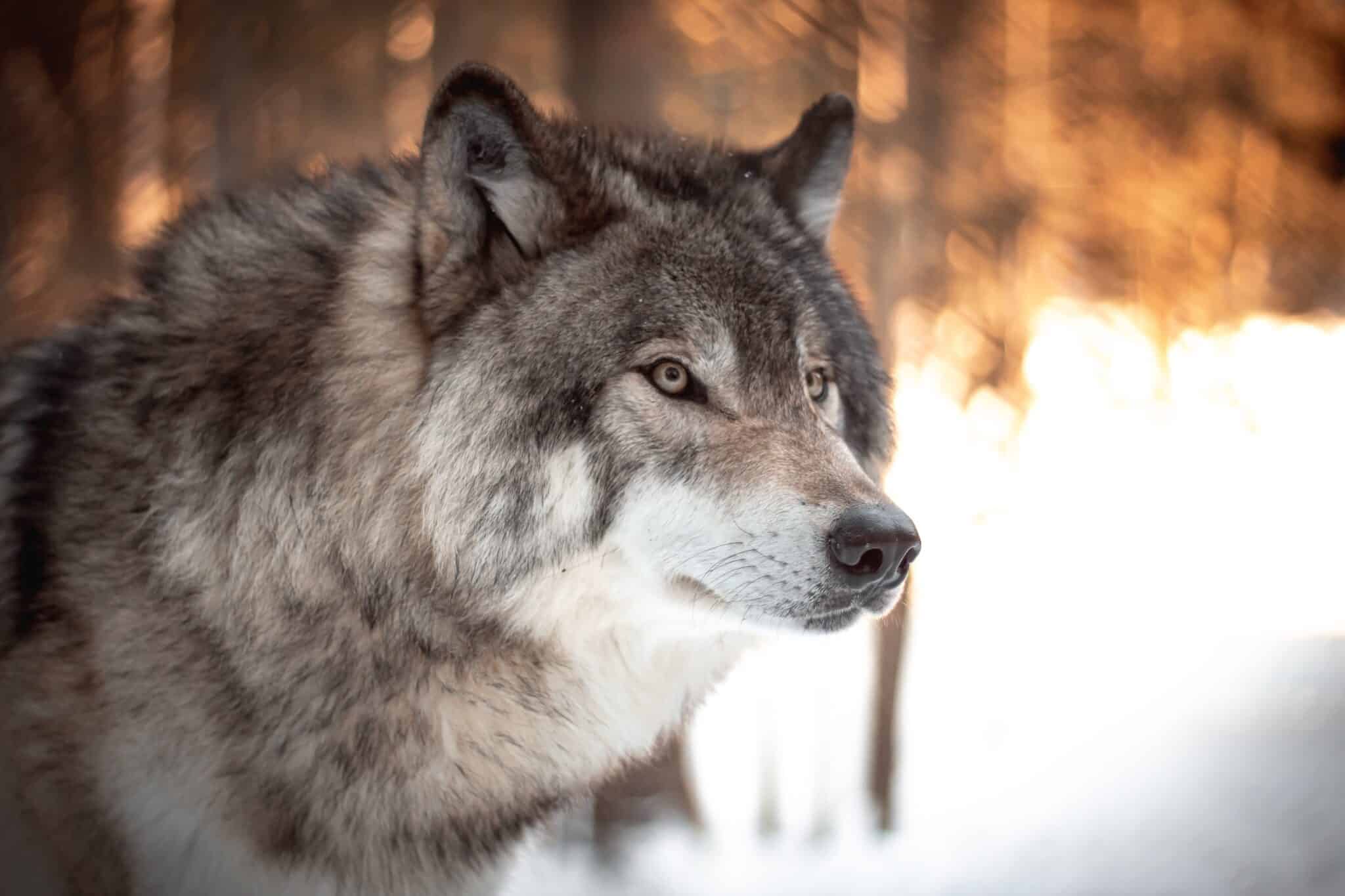 wolf in the woods | Photo by Milo Weiler on Unsplash