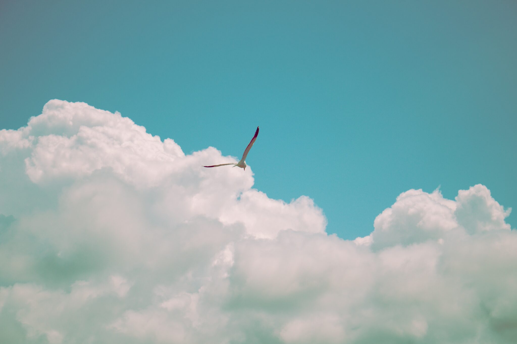 Bird in the sky | Photo by Dallas Reedy on Unsplash
