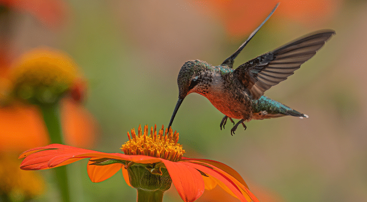 hummingbird on orange flower