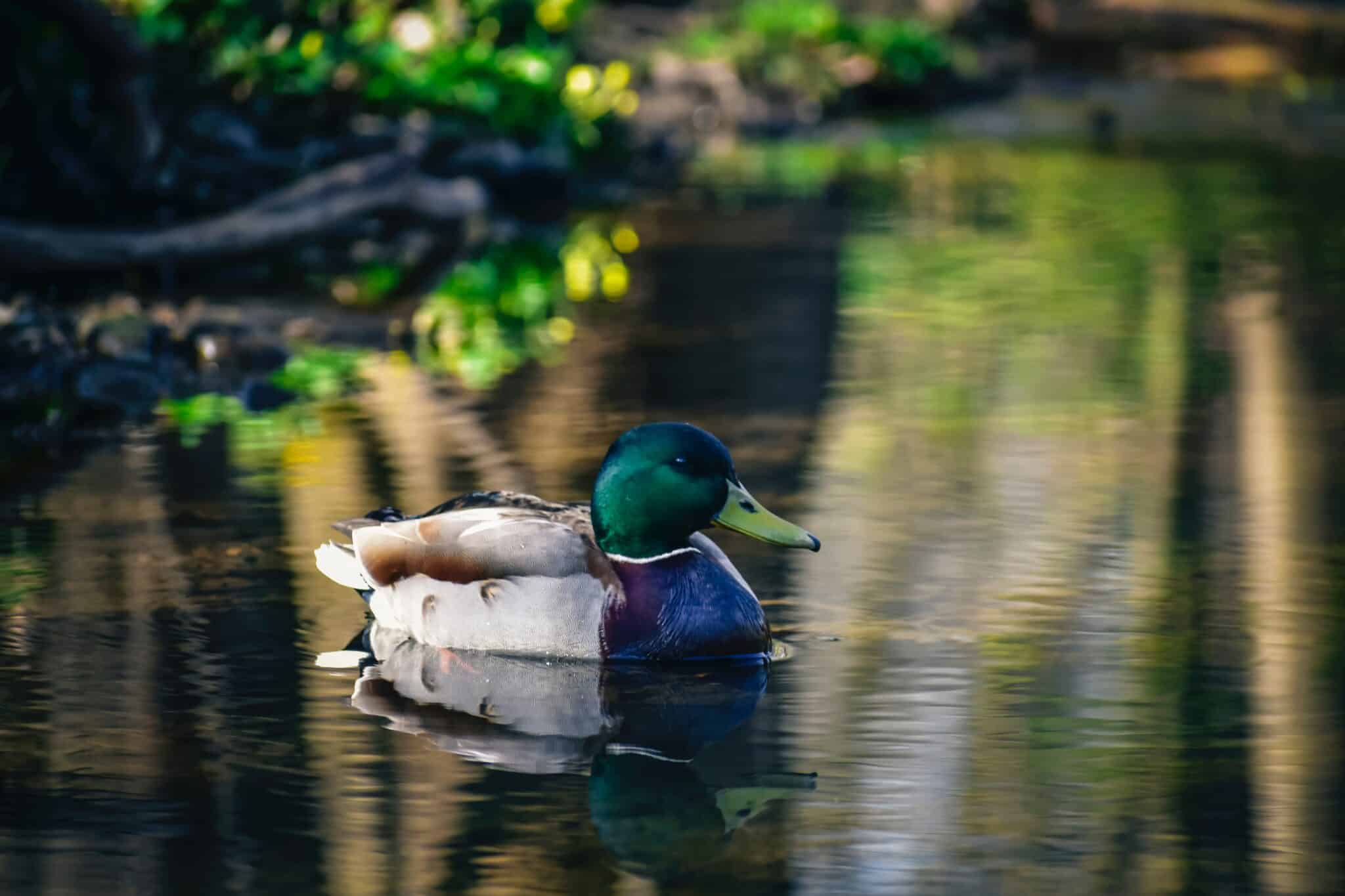 Mallard duck on the water | Photo: ChrisF via Pexels