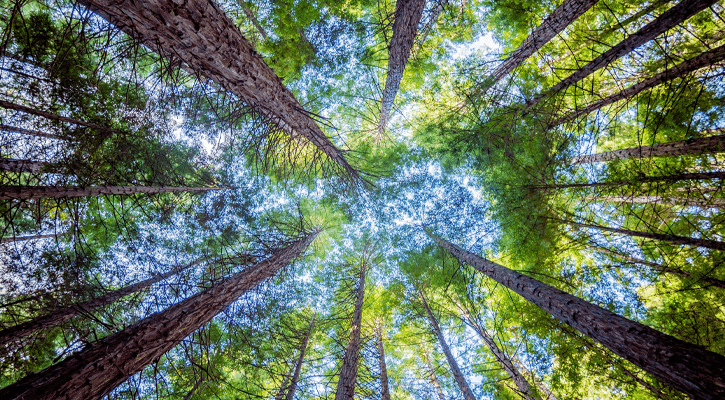 view from below of giant trees