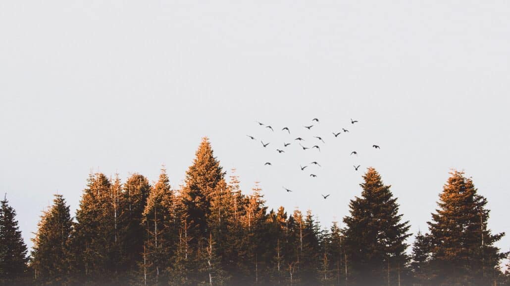 Birds fly over trees | Image: Pexels.com