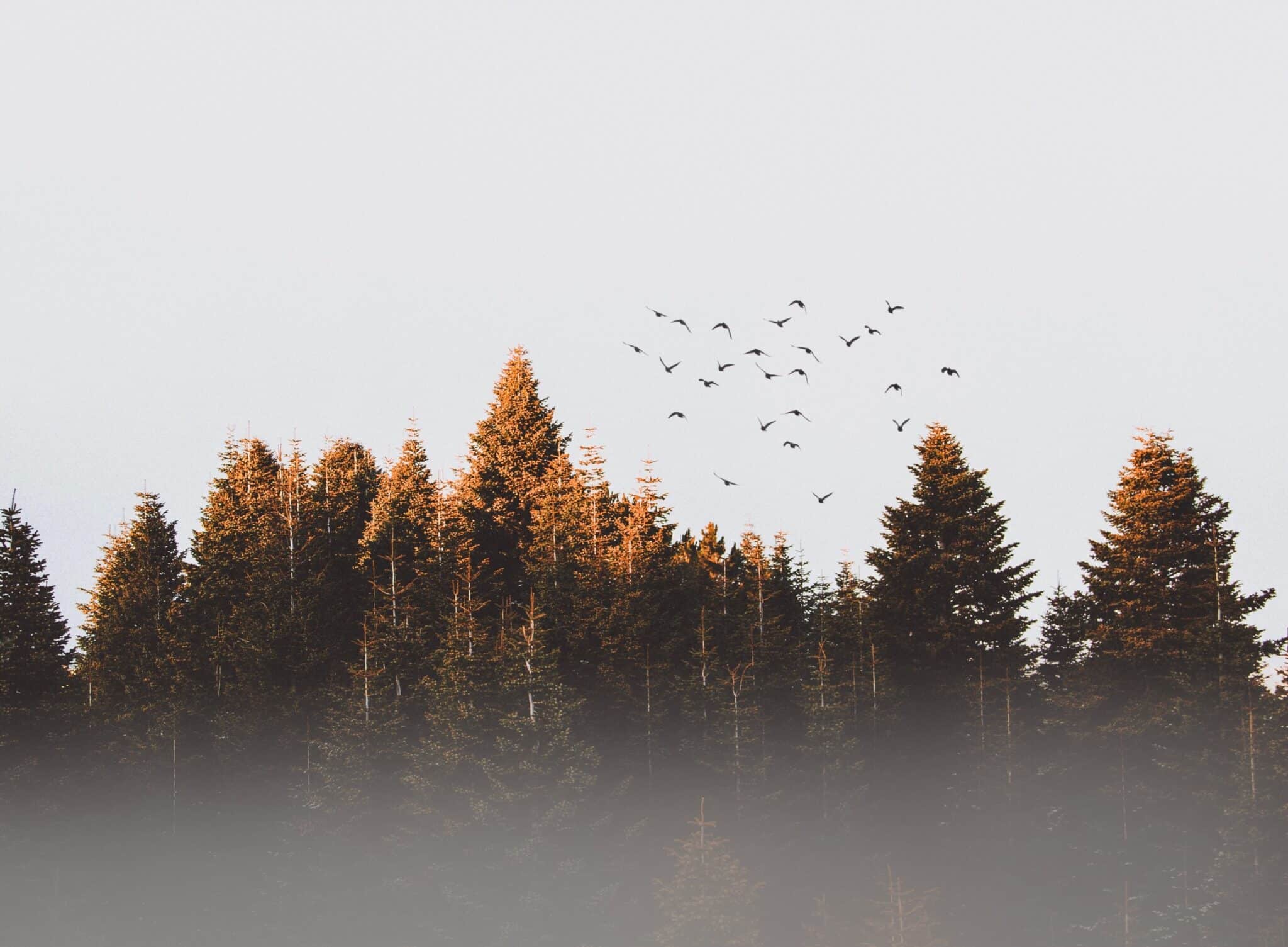 Birds fly over trees | Image: Pexels.com