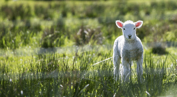 lamb standing in field