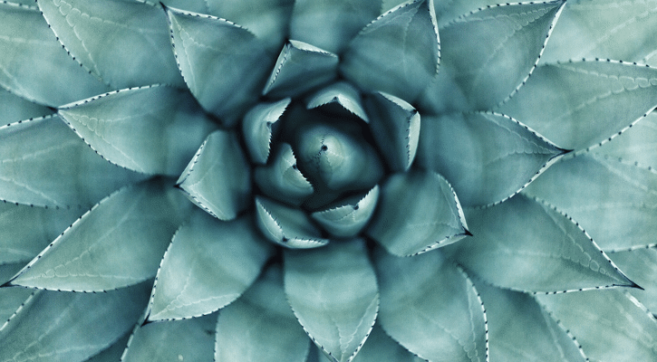 closeup green succulent