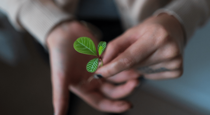 hands holding leafy plant