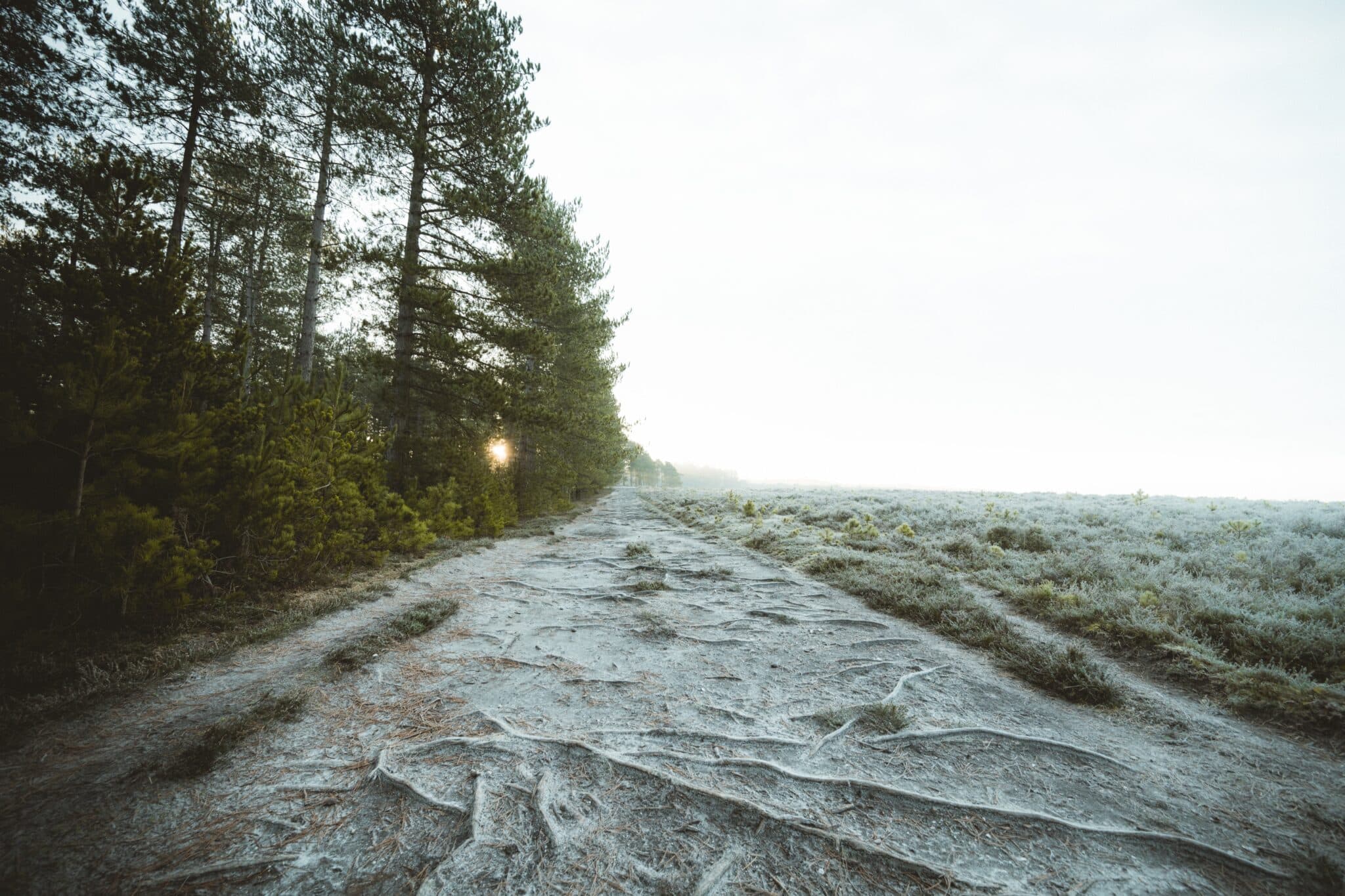 path in the woods | Photo by Annie Spratt on Unsplash