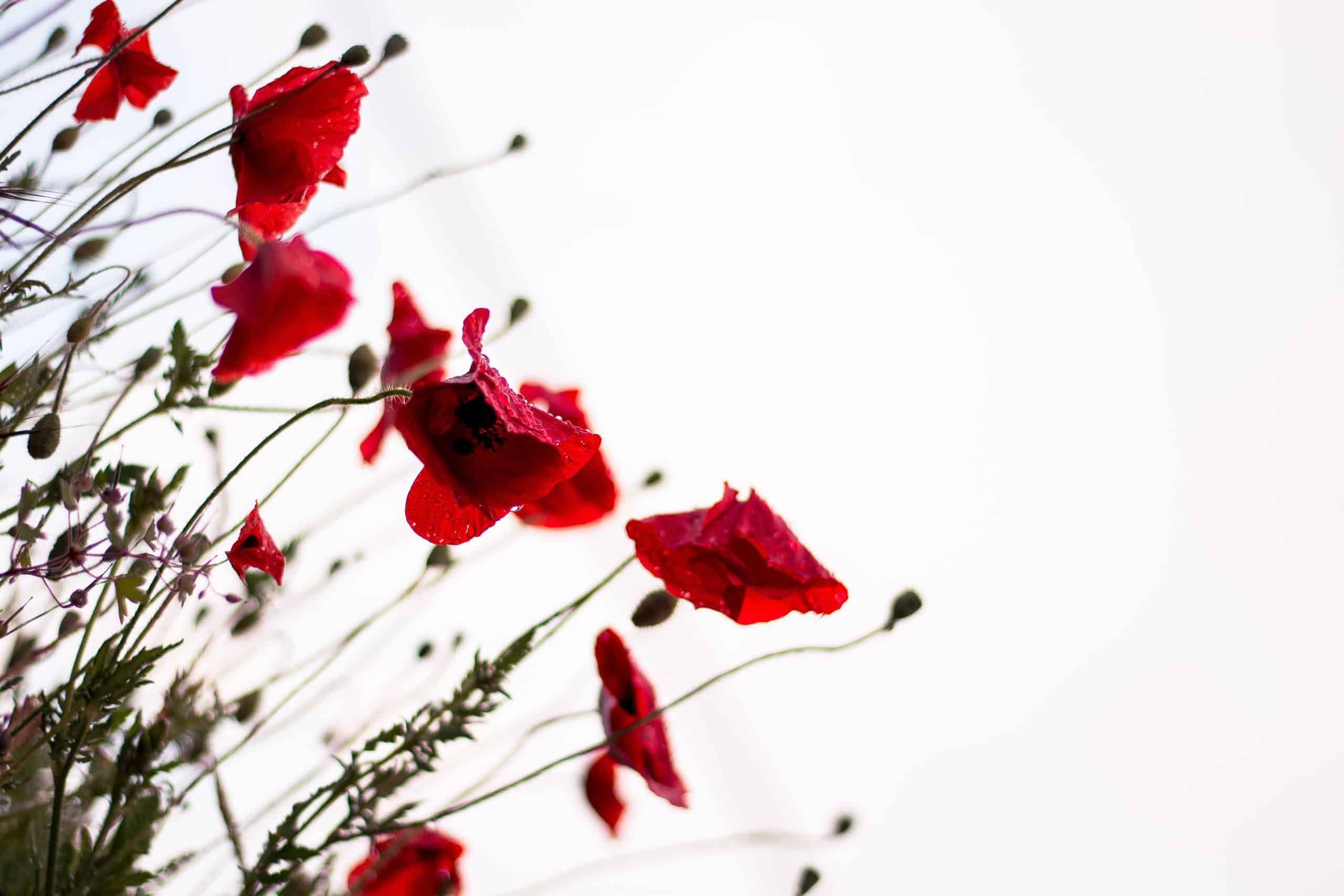 poppies in the breeze | Photo by Monica Galentino on Unsplash