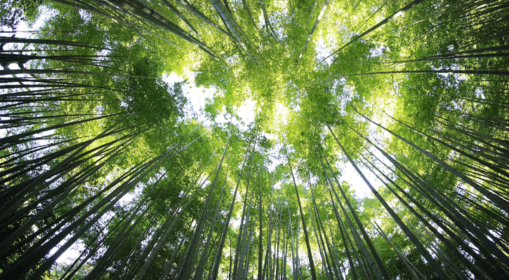 Very tall trees viewed from below