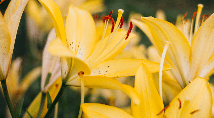 yellow lillies