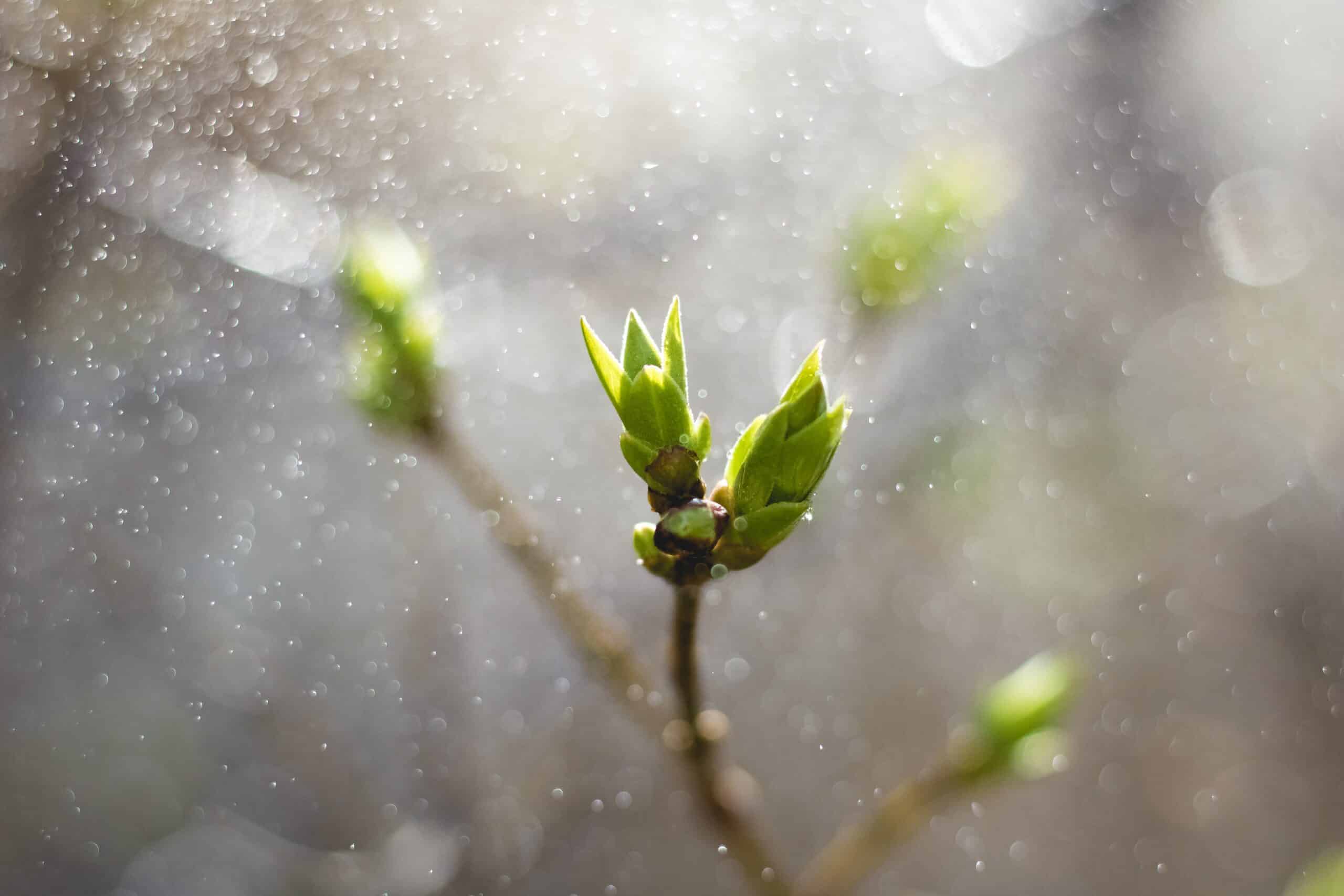 blooms in spring | Photo by Jonas Kaiser on Unsplash