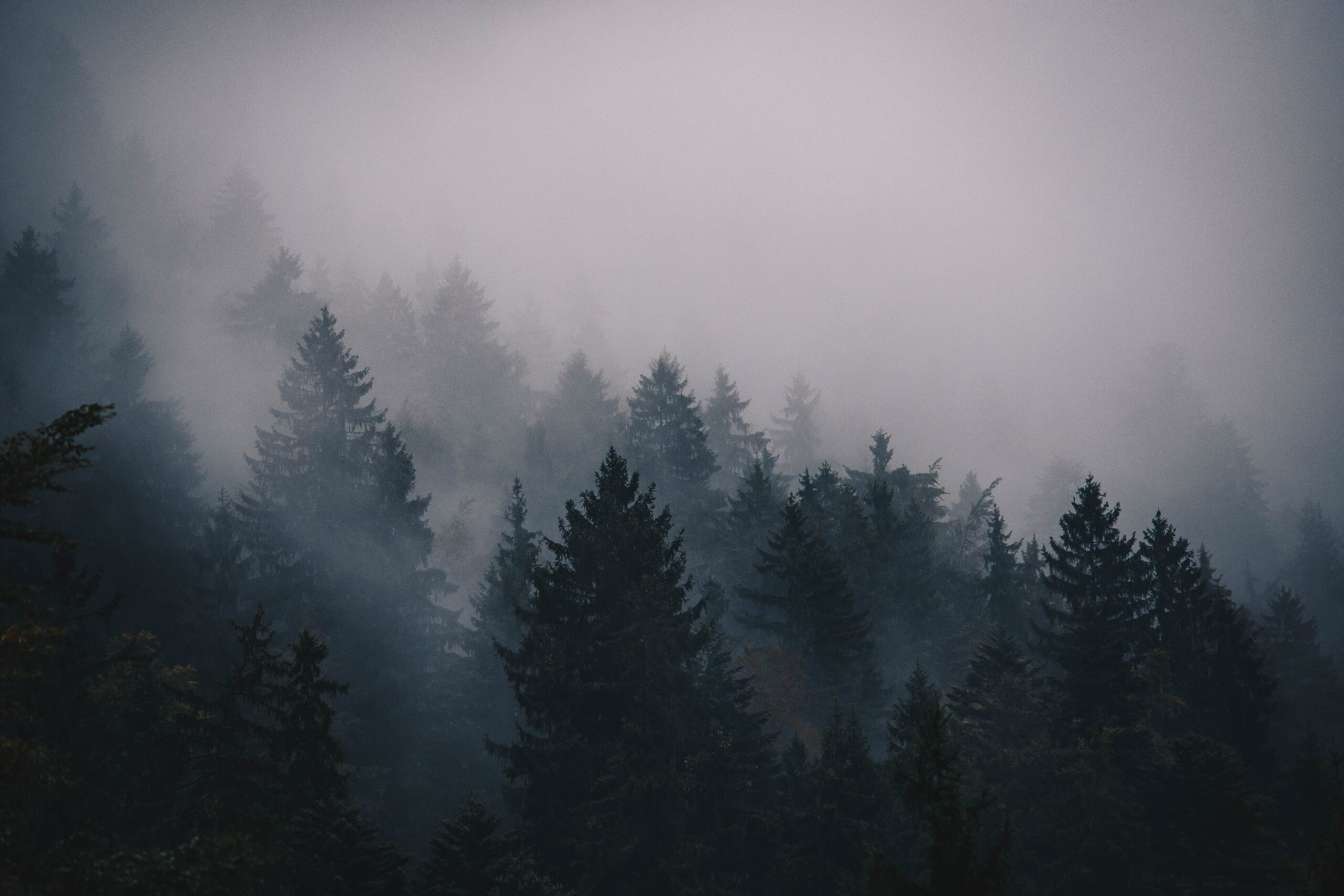 trees and fog | Photo by Thomas Griesbeck on Unsplash