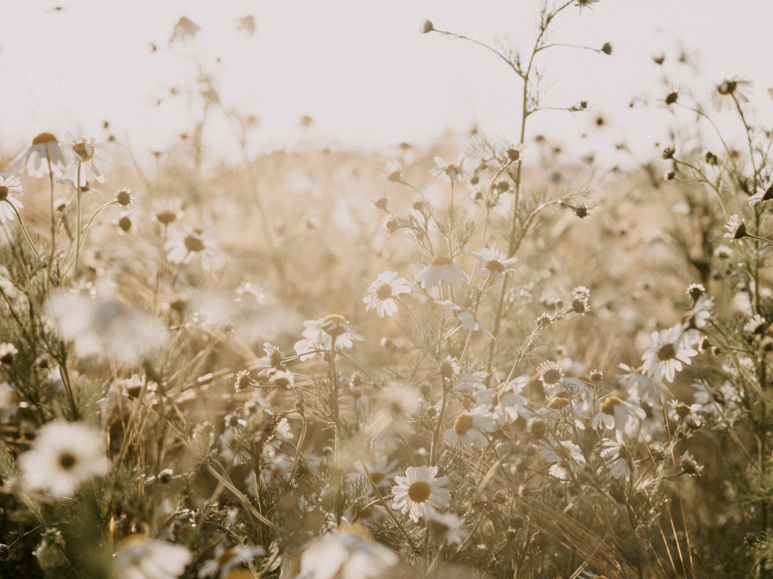Wildflowers growing | Photo by Annie Spratt on Unsplash