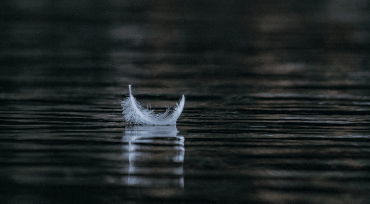 feather floating on water