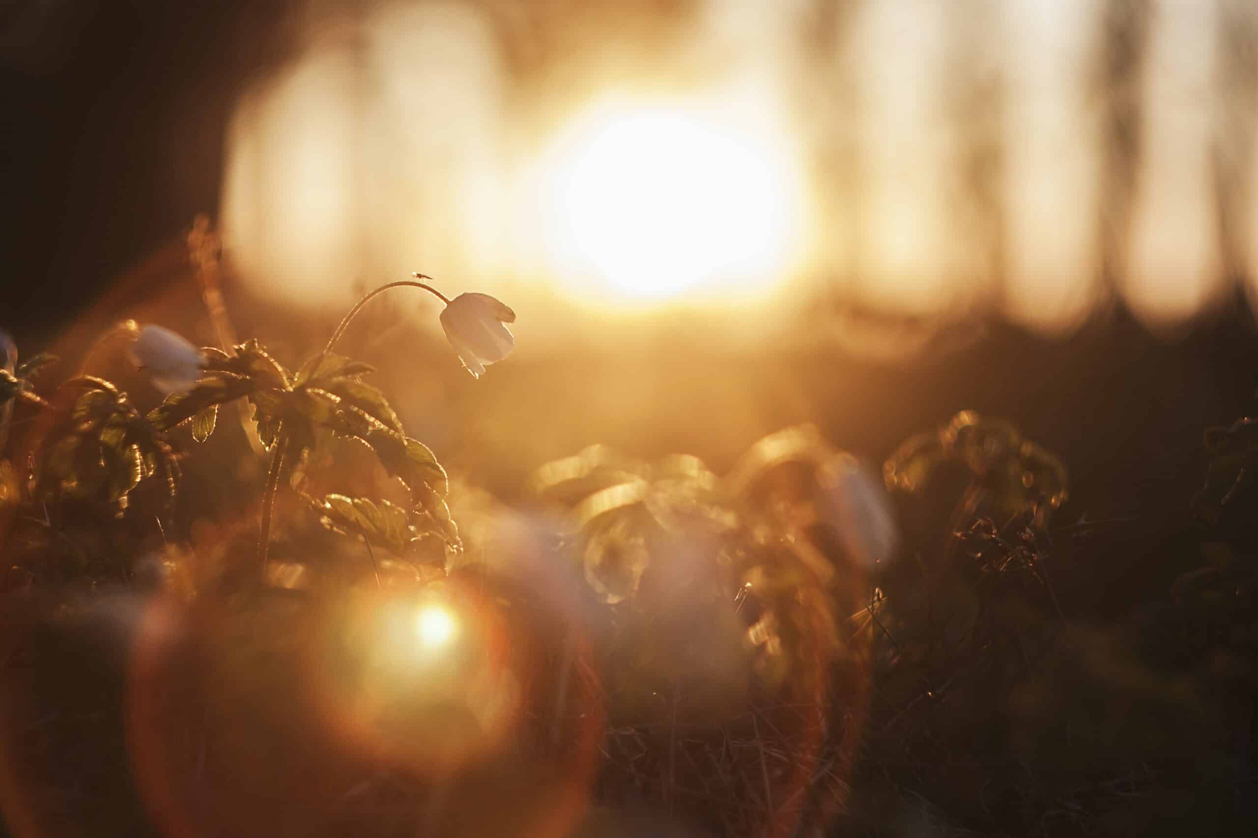 flower in the sun | Photo by Ilja Tulit on Unsplash