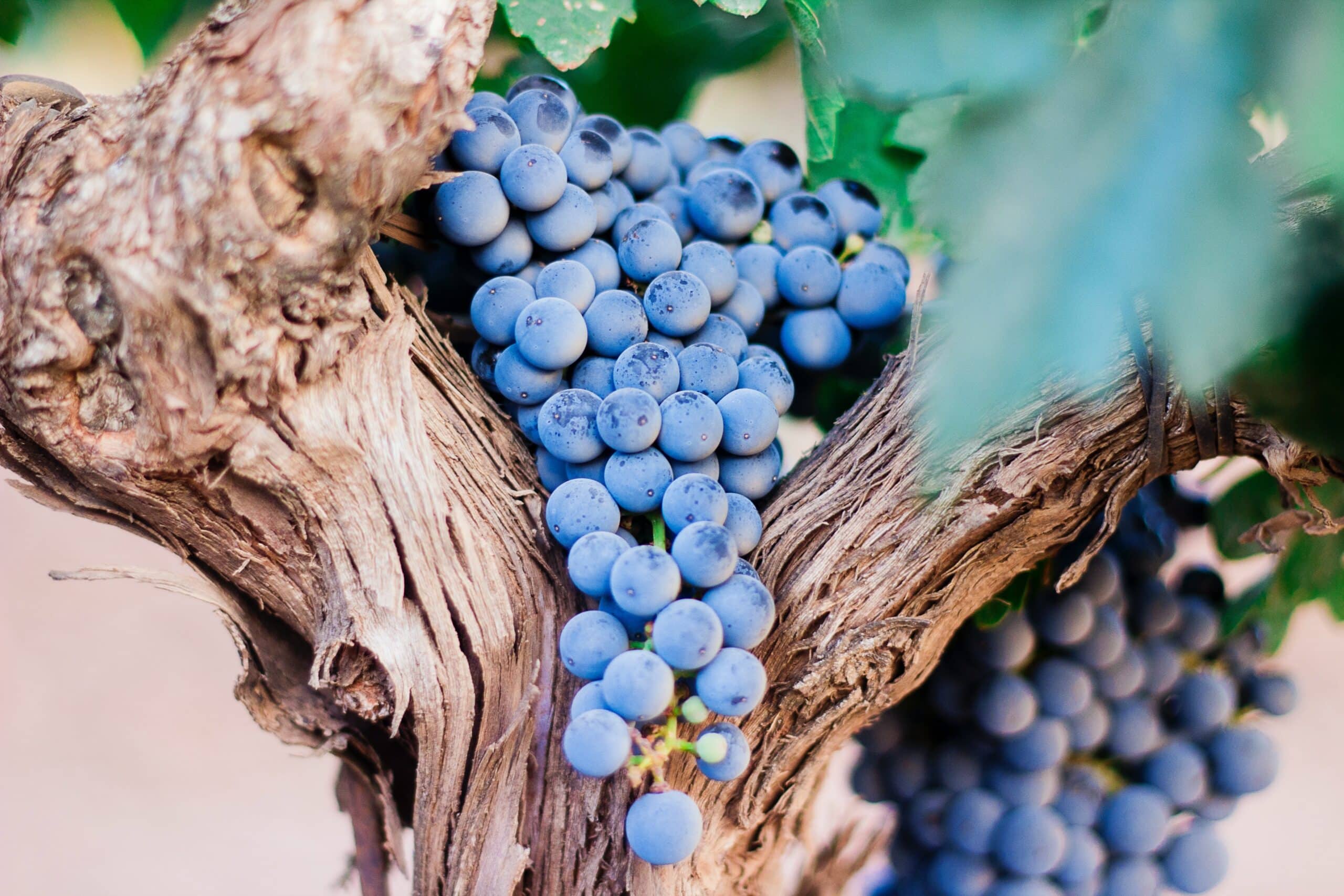 grapes on a tree | Photo by Nacho Domínguez Argenta on Unsplash