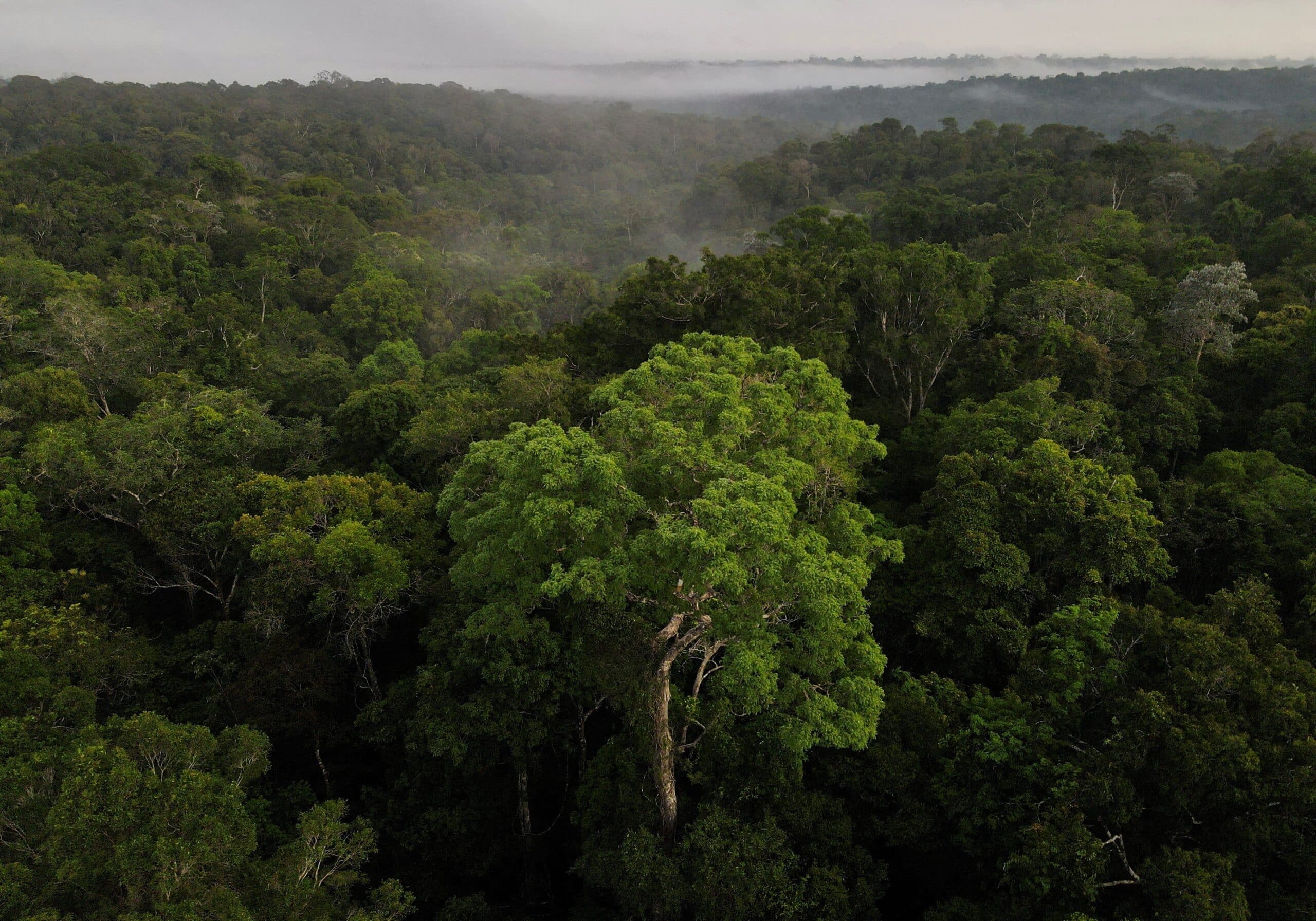 An aerial view shows trees as the sun rises at the Amazon rainforest in Manaus in Brazil's Amazonas state Oct. 26, 2022. (OSV News photo/Bruno Kelly, Reuters)