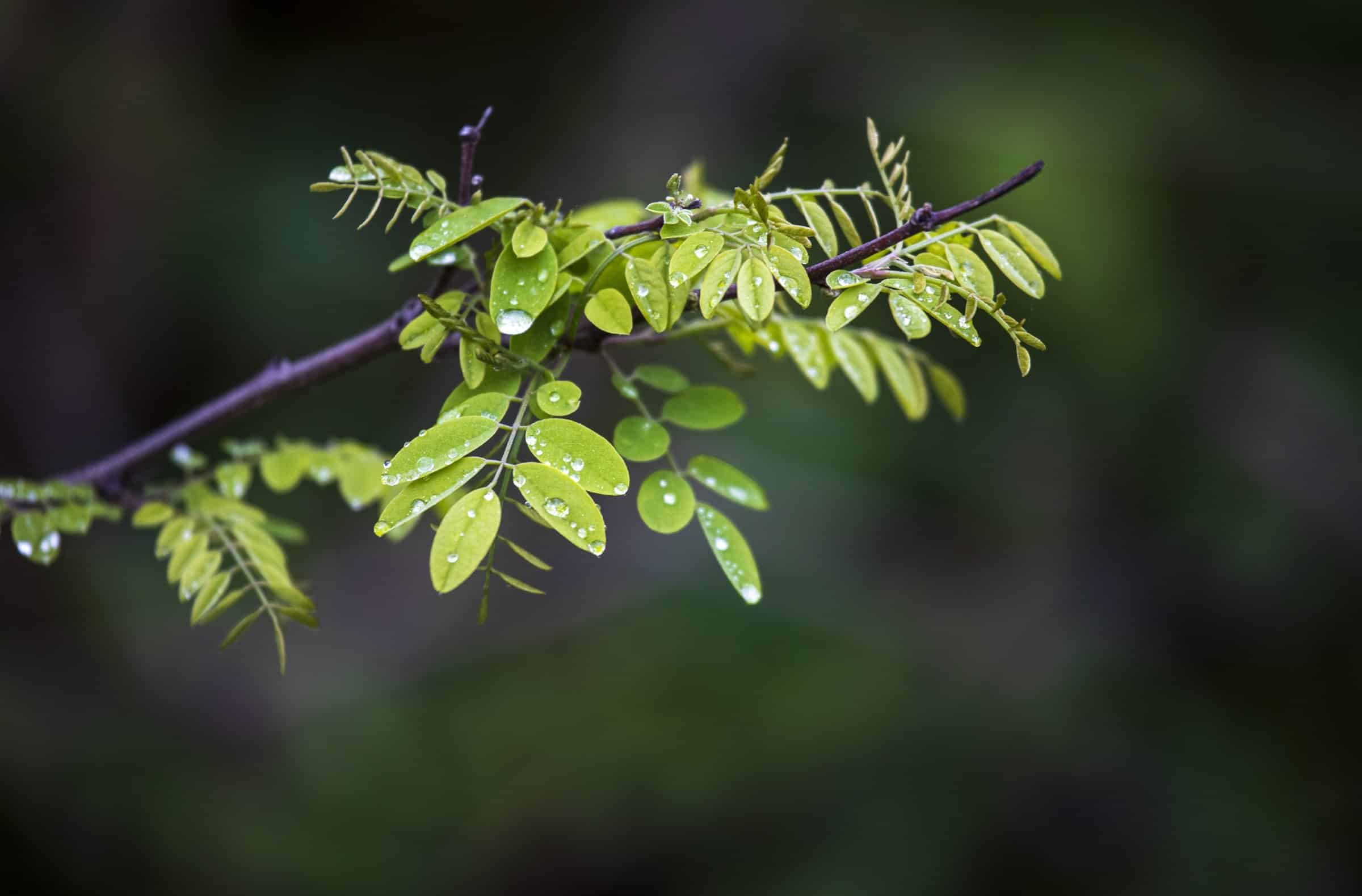 Raindrops bead up on the leaves of a tree branch April 26, 2020, on a trail near Bladensburg, Md. (CNS photo/Chaz Muth)
