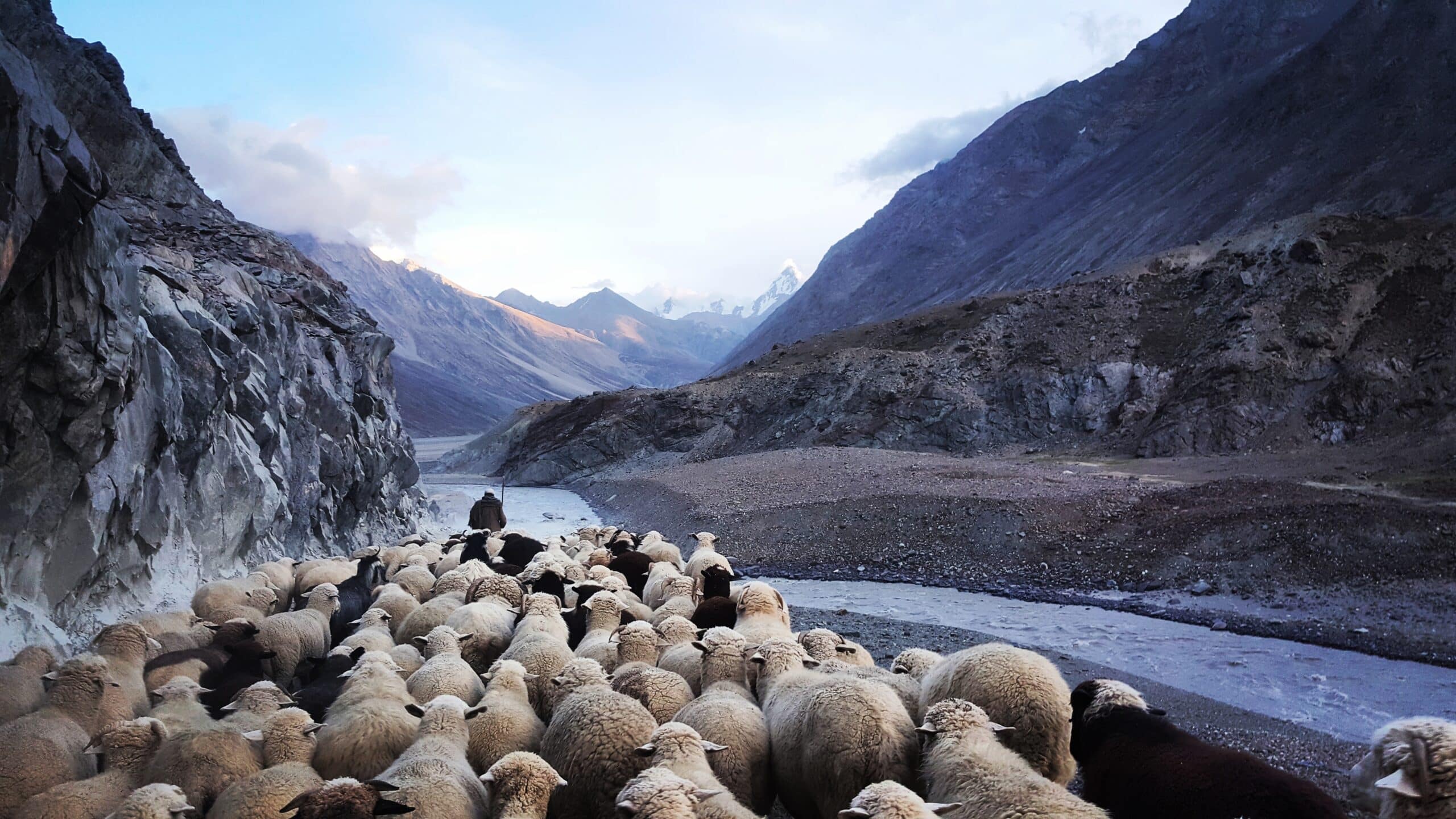 shepherd and flock | Photo by VENUS MAJOR on Unsplash
