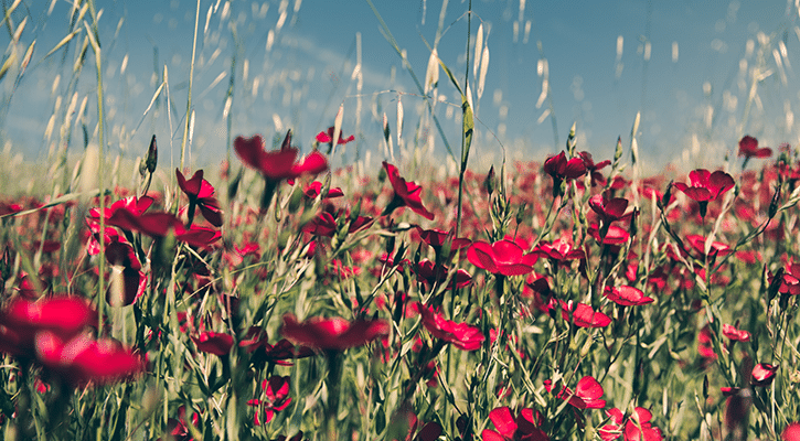 Wild flowers in a field.