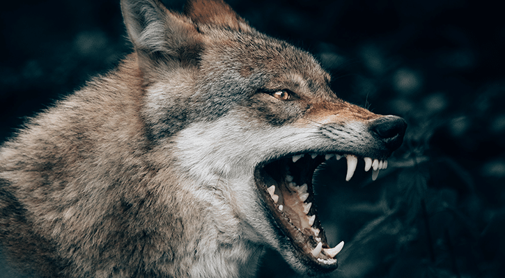 wolf