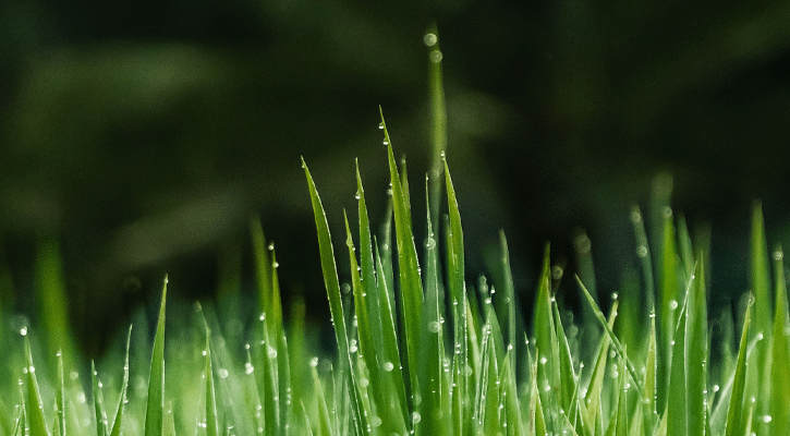 blades of grass