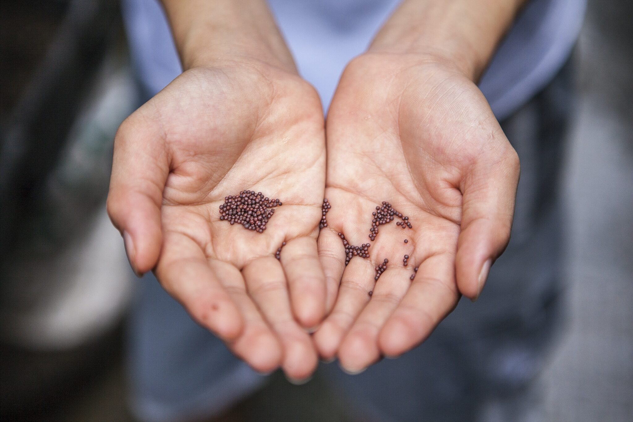 holding seeds | Photo by Joshua Lanzarini on Unsplash