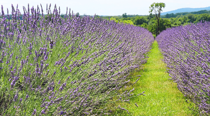 path through lavender field