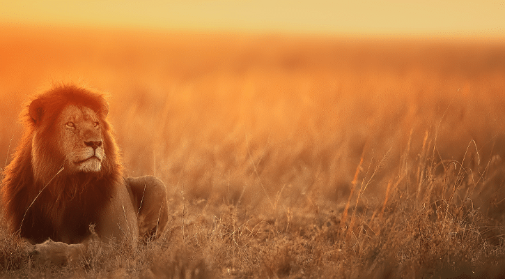lion in a field