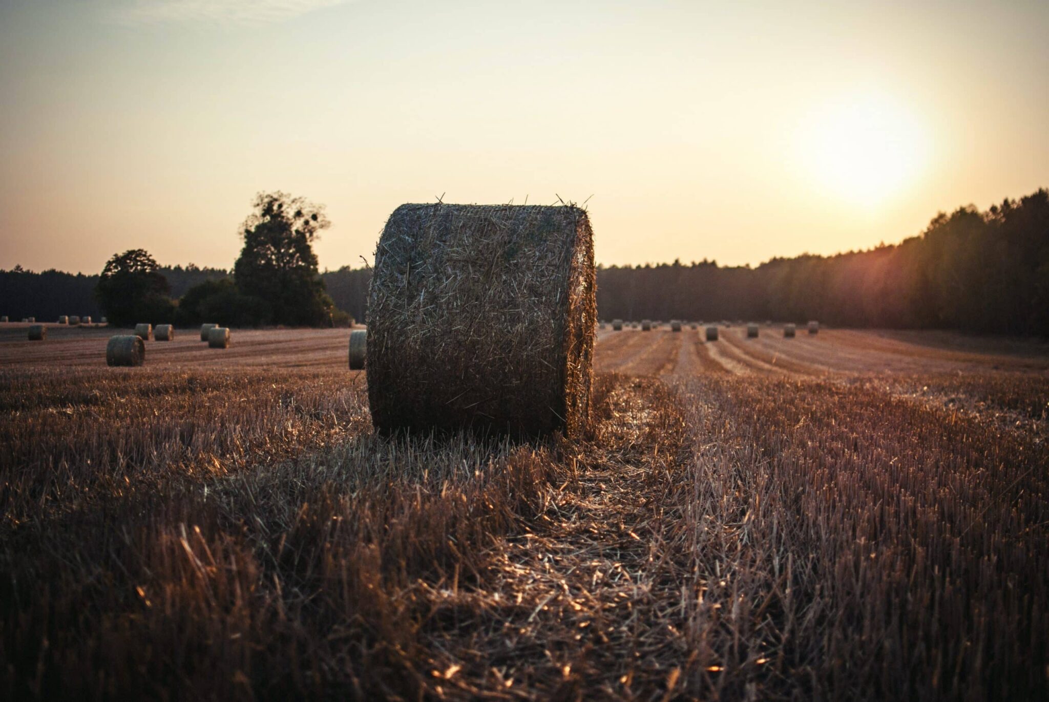 Wheat fields in the sunset