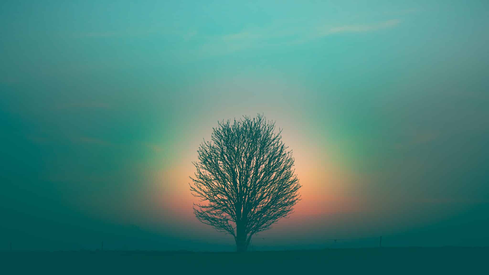 tree and sunset | Photo by Marek Piwnicki on Unsplash