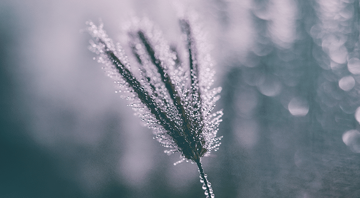 plant with dew