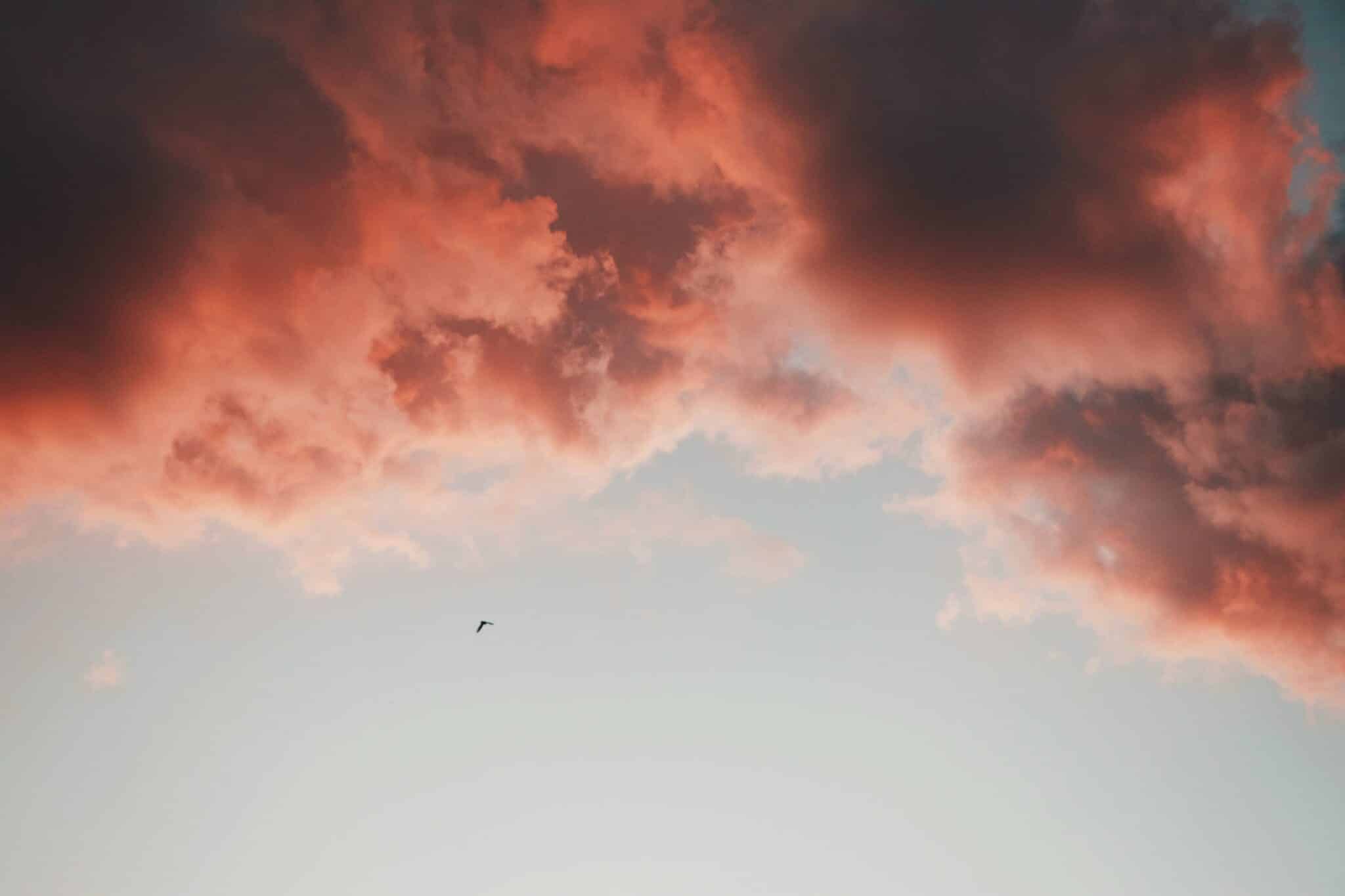 dove in the sky | Photo by Hudson Hintze on Unsplash