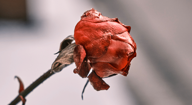 dead flower