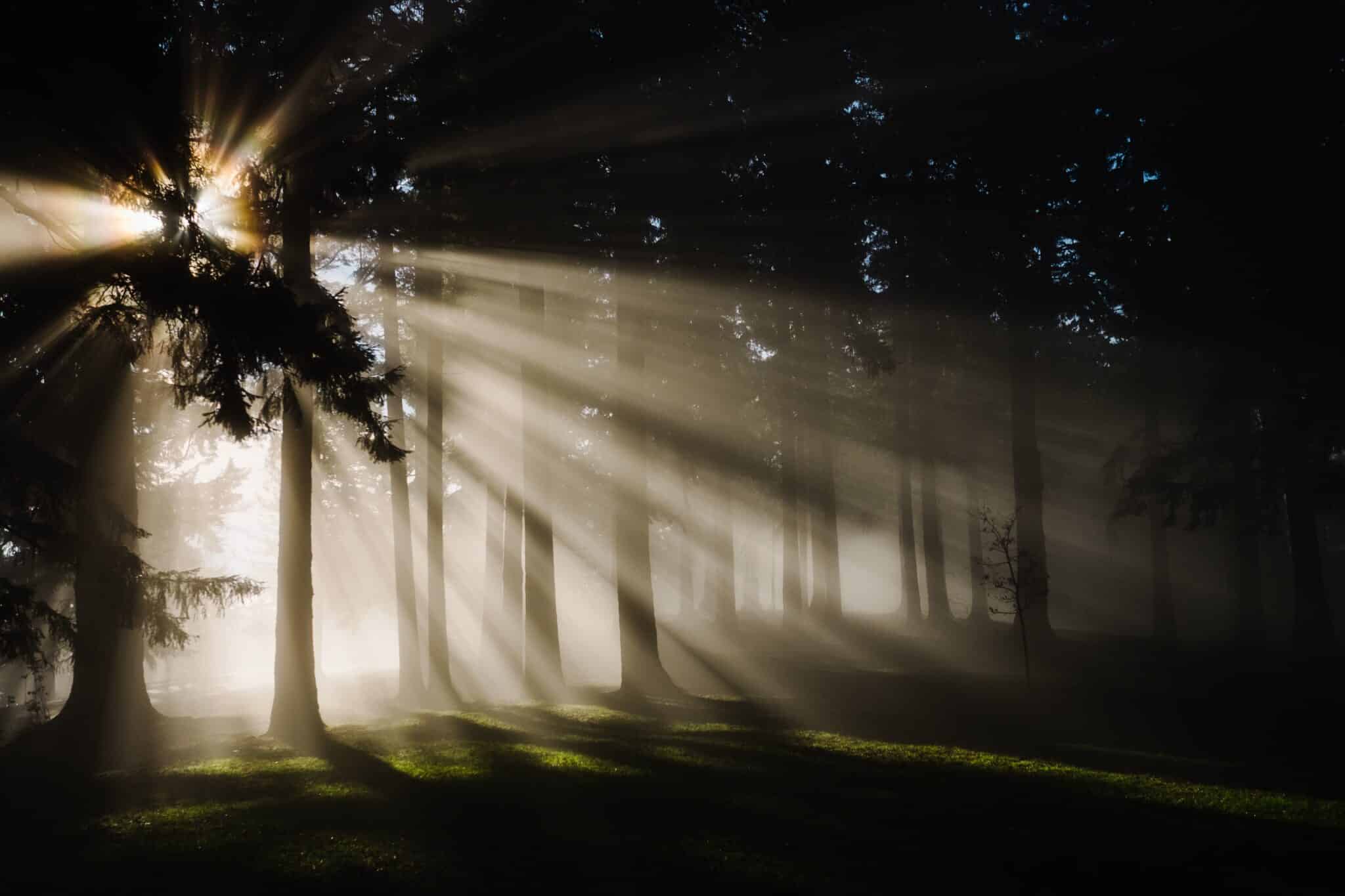 light through trees | Photo by Kristine Weilert on Unsplash
