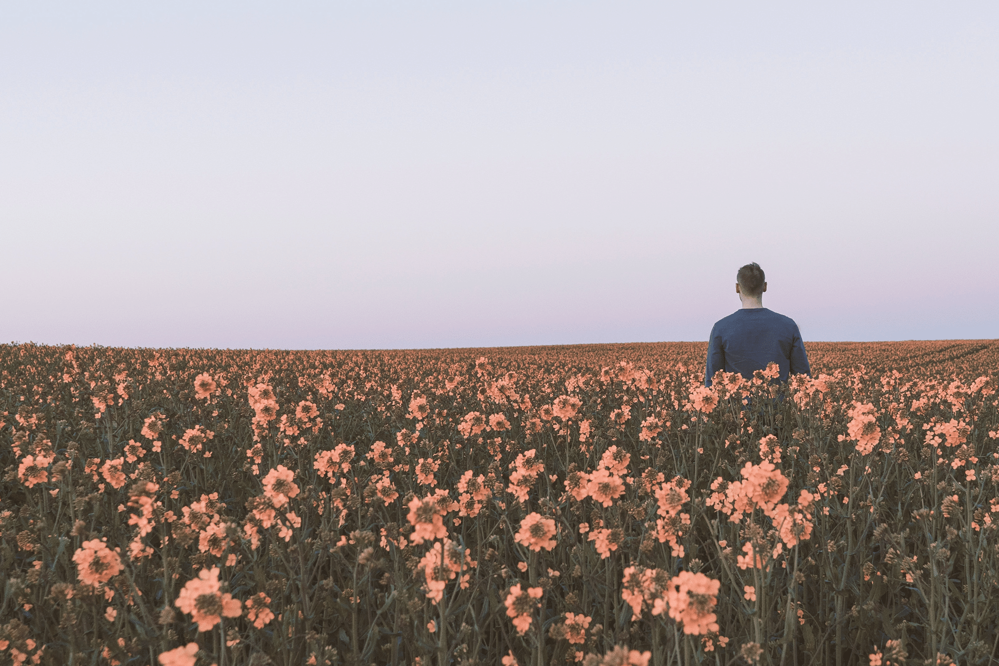 large field of flowers.