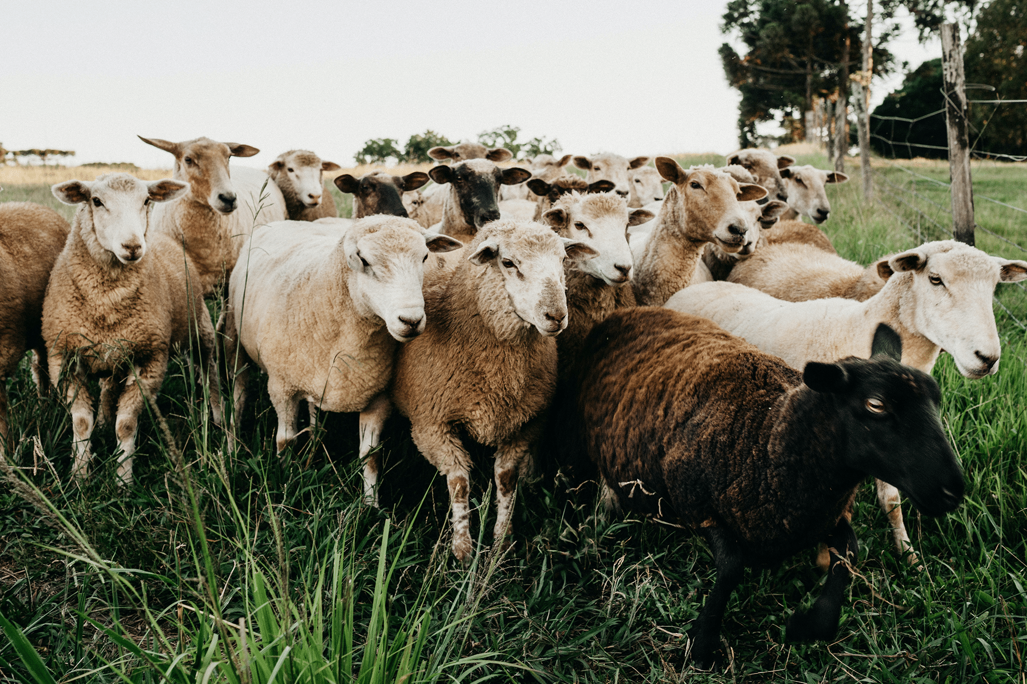 flocks of sheep