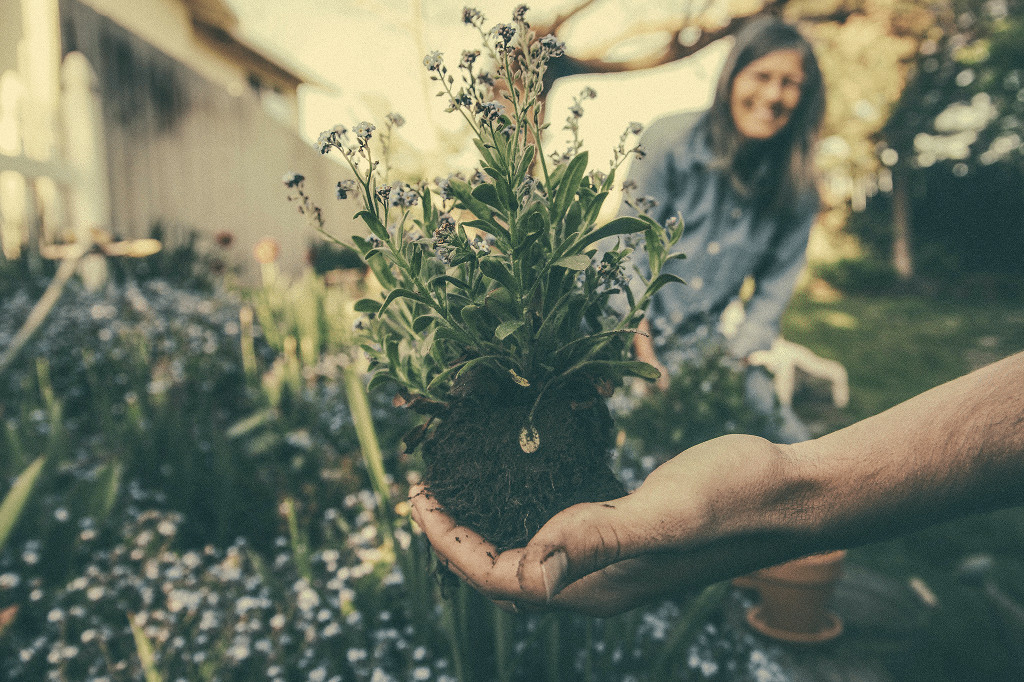 Couple planting a garden.