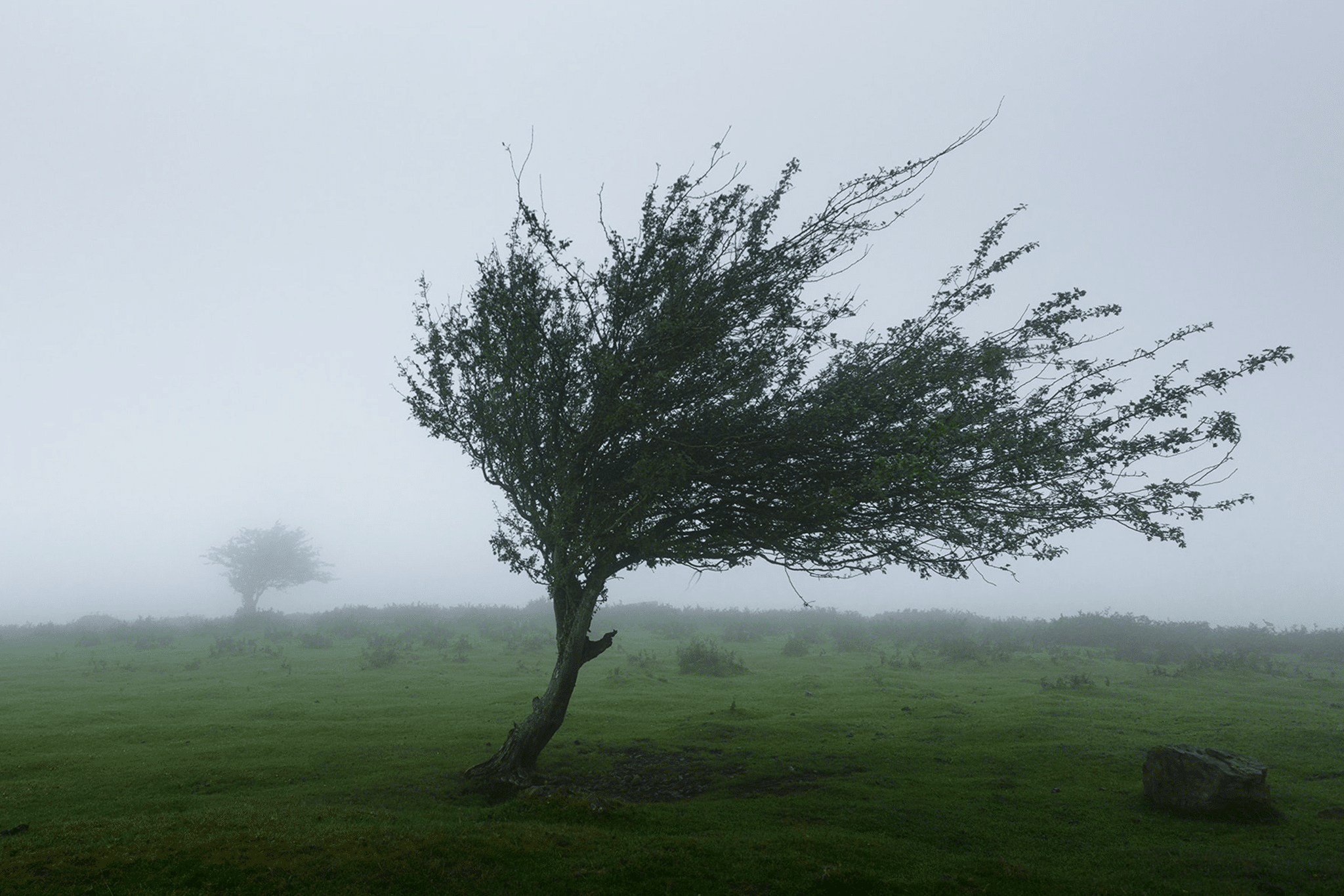 tree bending in the wind