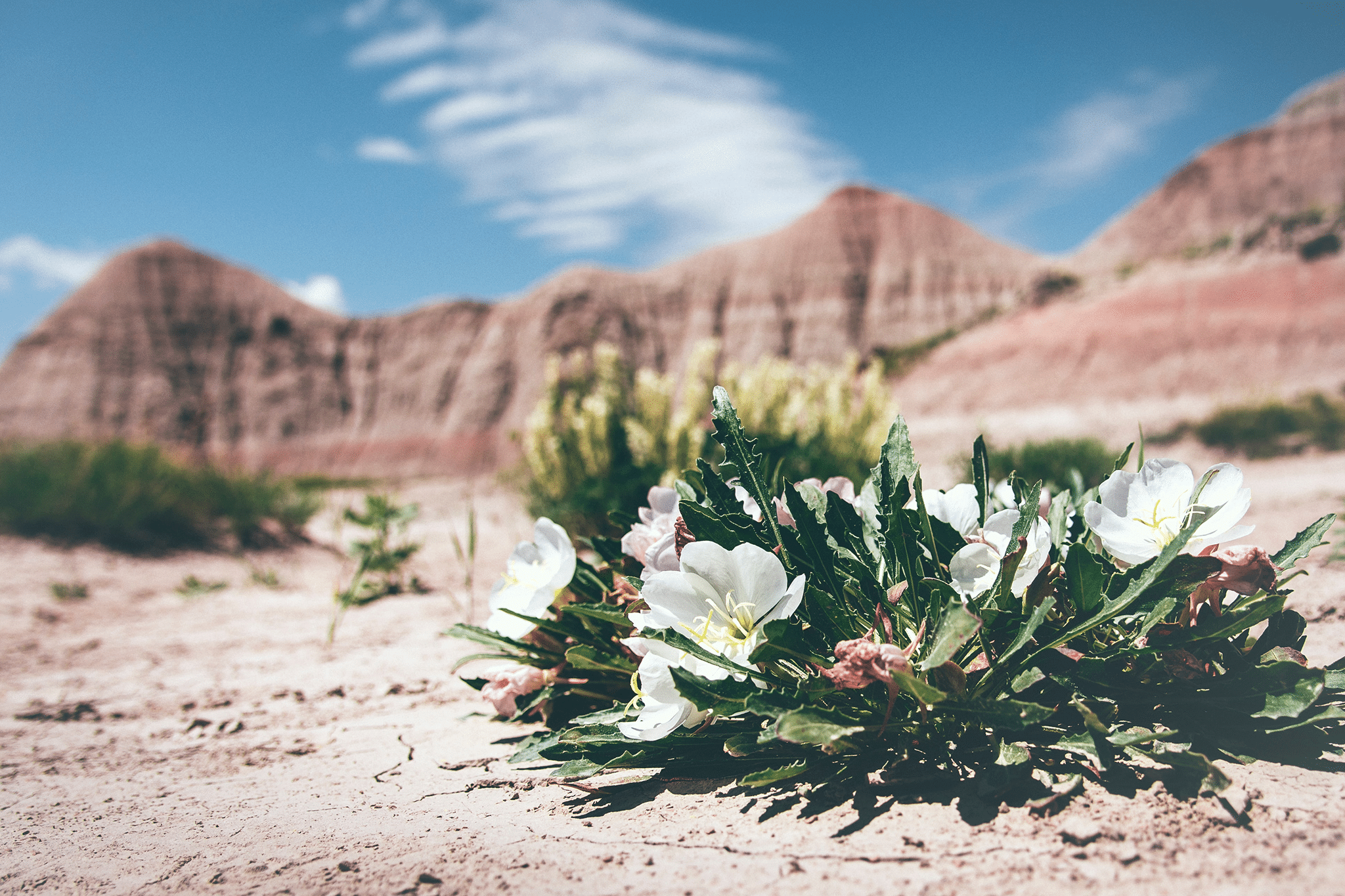 plant growing in the desert.