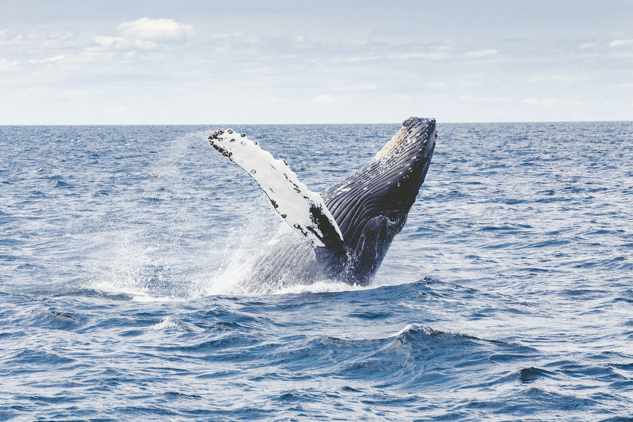 humpback whale jumping out of water.
