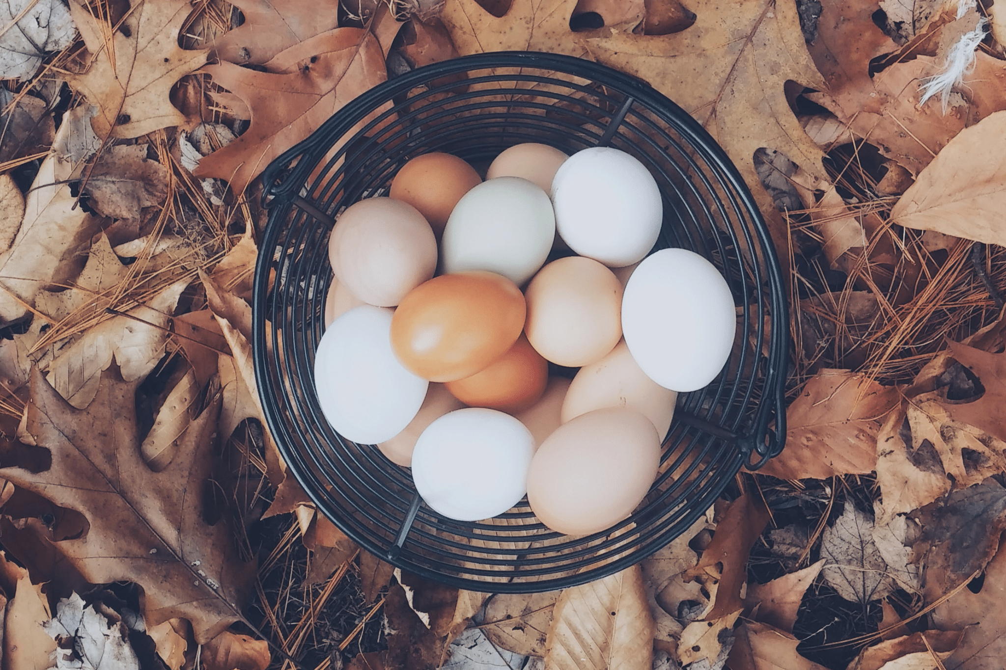 eggs in a basket