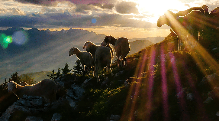 Sheep at night