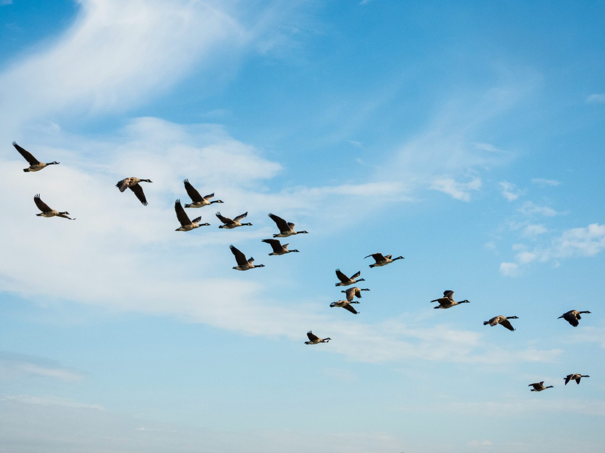 geese flying | Photo by Nick Fewings on Unsplash